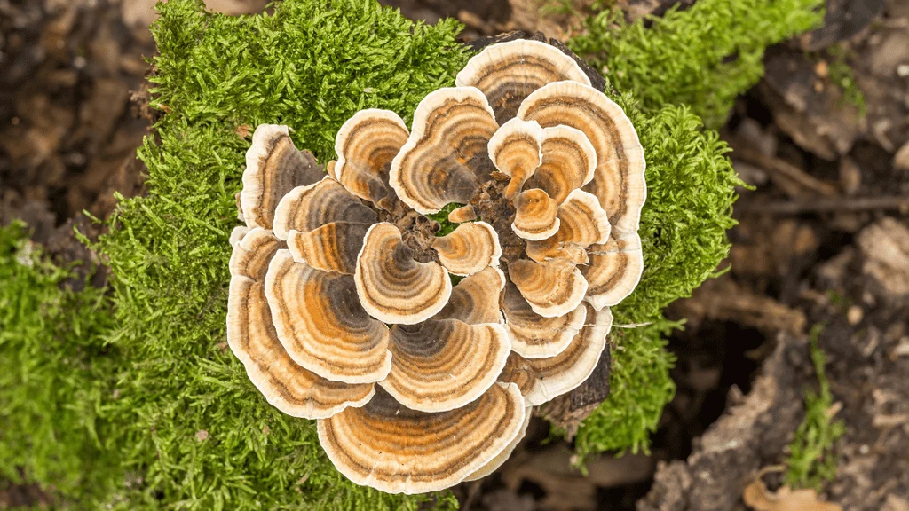 These Are The Best Mushrooms For ADHD