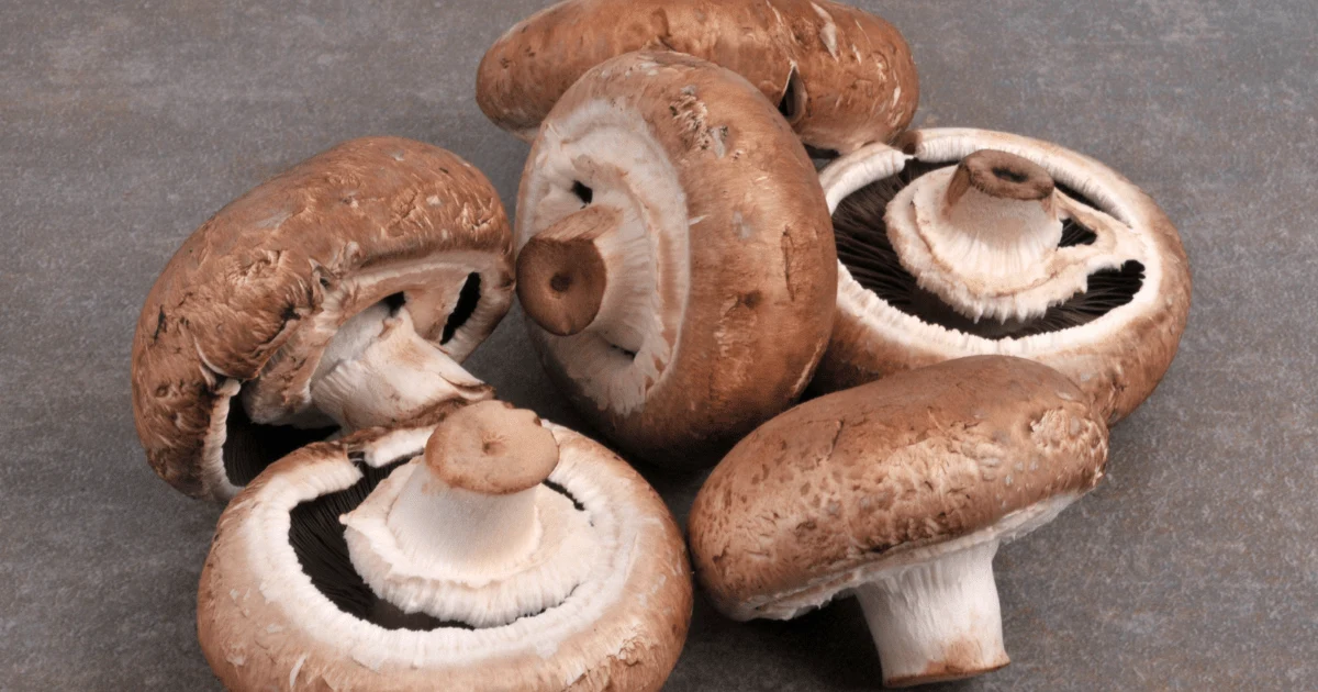The Mushroom Mafia Conspiracy