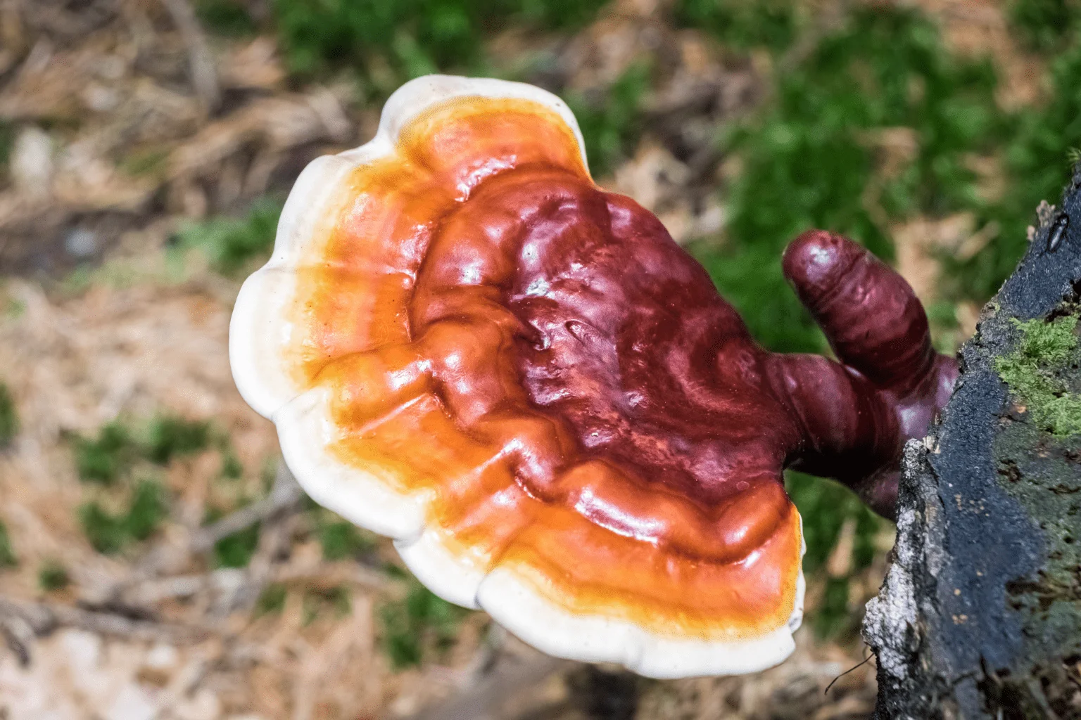 Reishi Outperformed Melatonin in a New Insomnia Trial