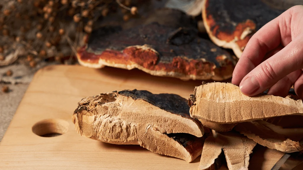 Is Reishi Mushroom A Nootropic?